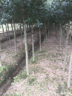 [娜塔栎娜塔栎 弗吉尼亚栎,3至6公分,精品苗,造林苗,需要私聊价格25棵