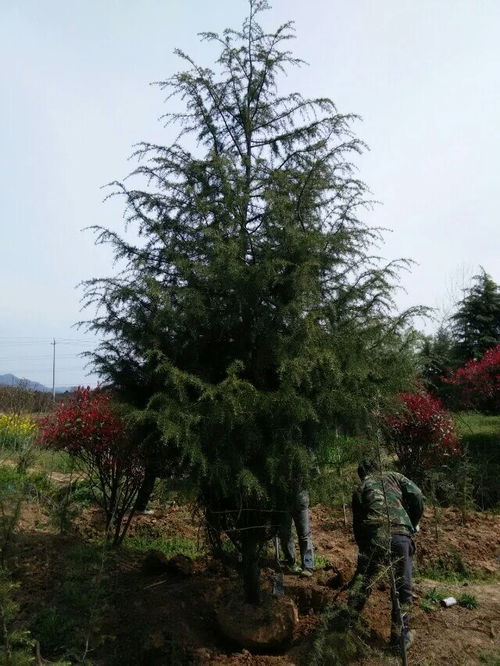 若尔盖浦口雪松价格,南京东升苗圃场