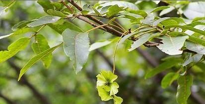 永顺县芳龙花木种苗logo图片