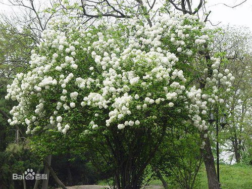 木本绣球 什么时候开花